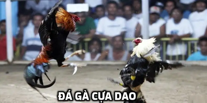 Đá gà Vnbet77 – Sảnh cá cược đỉnh cao với trận đấu kịch tính