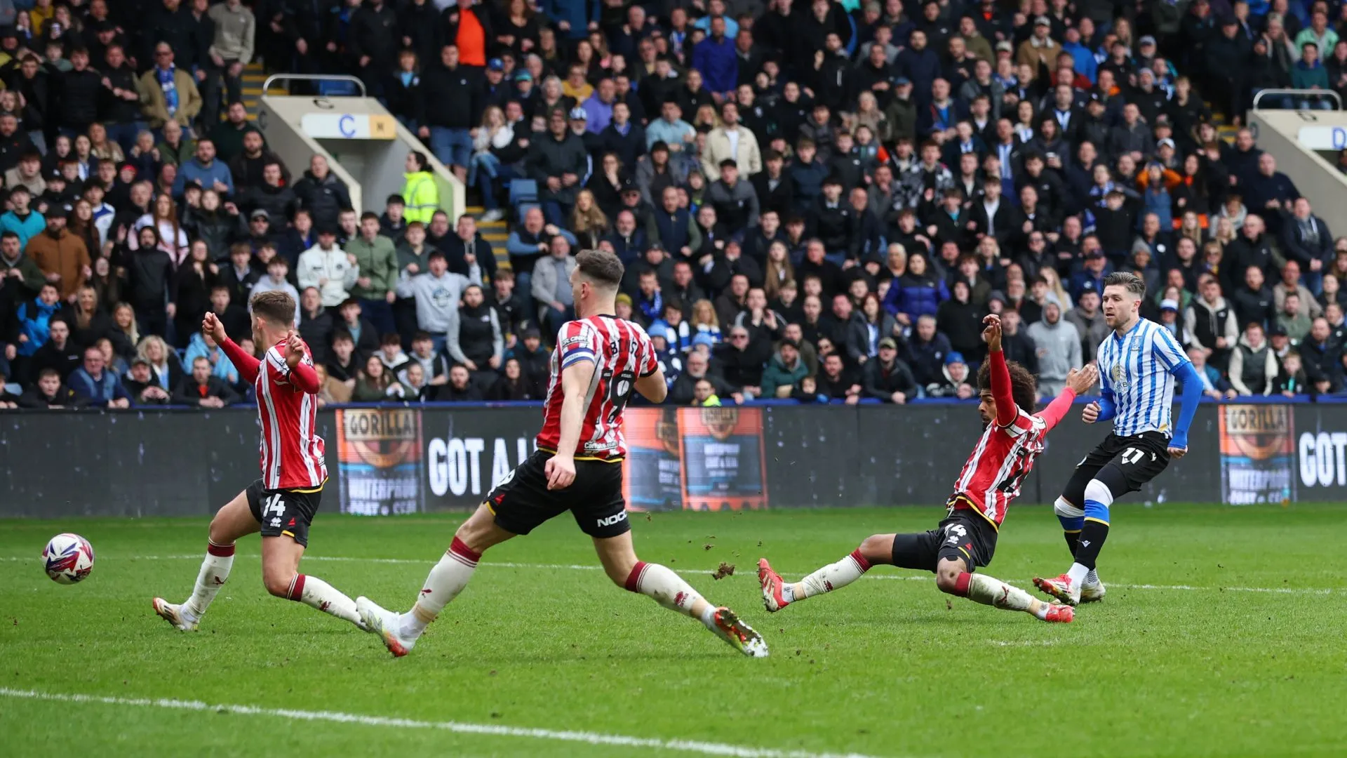 Josh Windass ăn mừng bàn thắng trong trận derby Sheffield